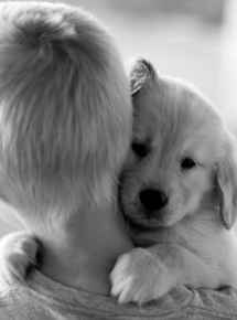 Picture for category Supplements